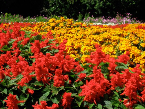 Botanical Gardens San Francisco