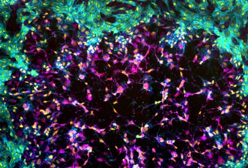 Eye of the Storm By Dean J. Procter (The University of Sydney), Bianca Dobson (The Australian National University), David Tscharke (The Australian National University), and Timothy P. Newsome (The University of Sydney)