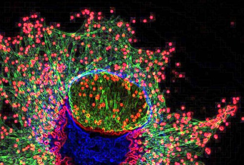 Highway to infection By Yoshiki Arakawa and Michael Way, London Research Institute