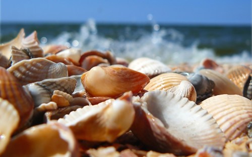 Shells-on-the-beach